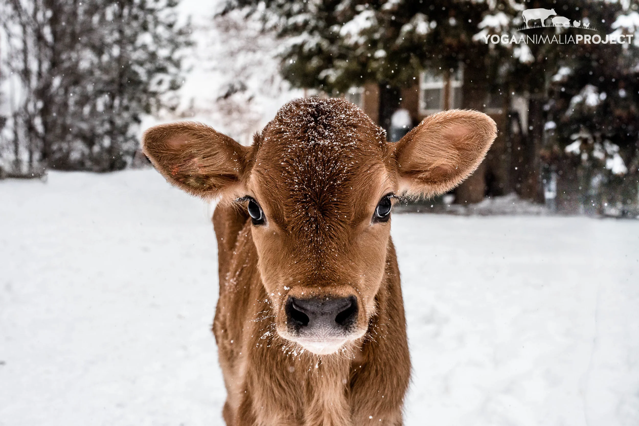 River's Wish Animal Sanctuary — Yoga Animalia Project